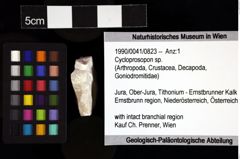 Foto (Objket + Etiketten) von Cycloprosopon sp. 